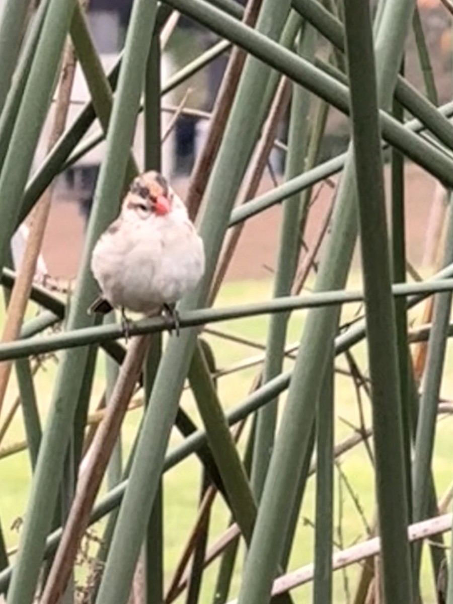 Pin-tailed Whydah - ML647425616