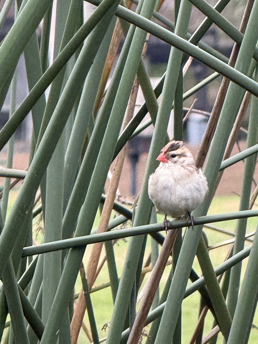 Pin-tailed Whydah - ML647425617
