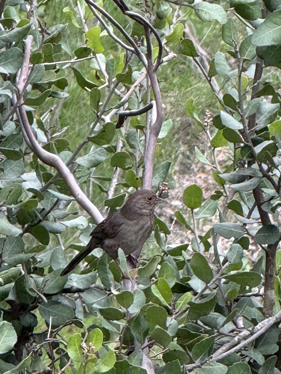 California Towhee - ML647425637