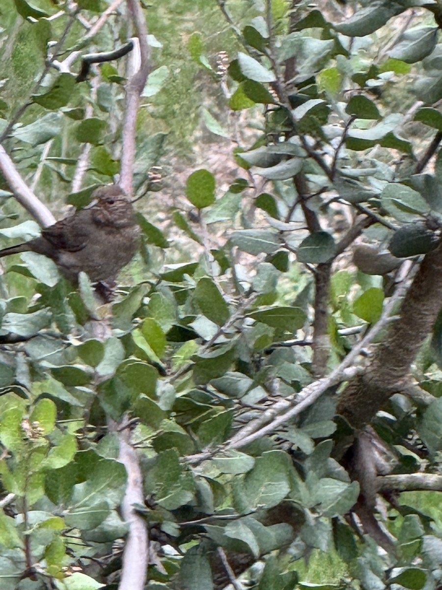 California Towhee - ML647425638