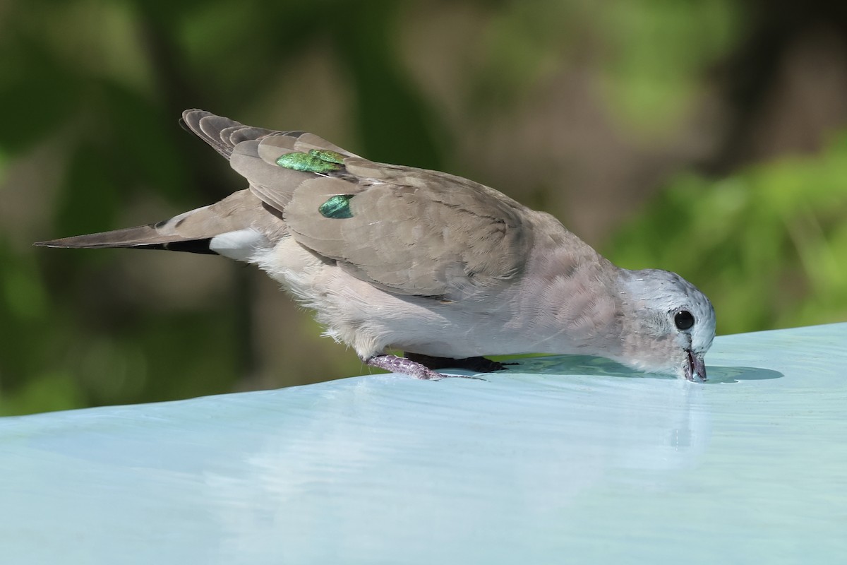 Emerald-spotted Wood-Dove - ML647425659