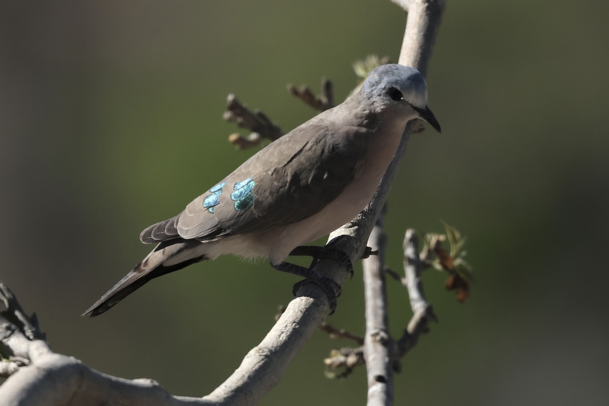 Emerald-spotted Wood-Dove - ML647425660