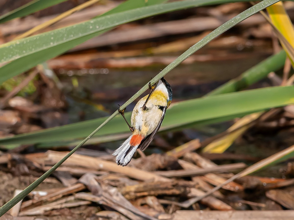 Many-colored Rush Tyrant - ML647425668