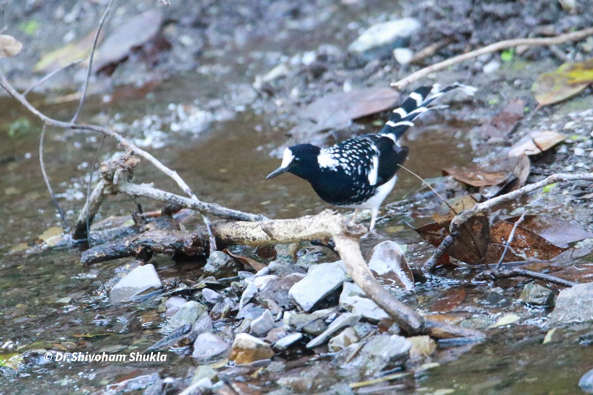 Вилохвістка плямиста - ML647425692