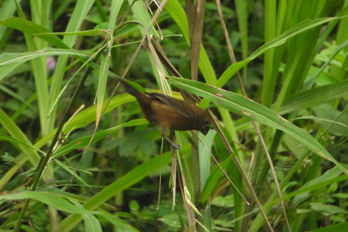 Sporophile à bec fort - ML647425694