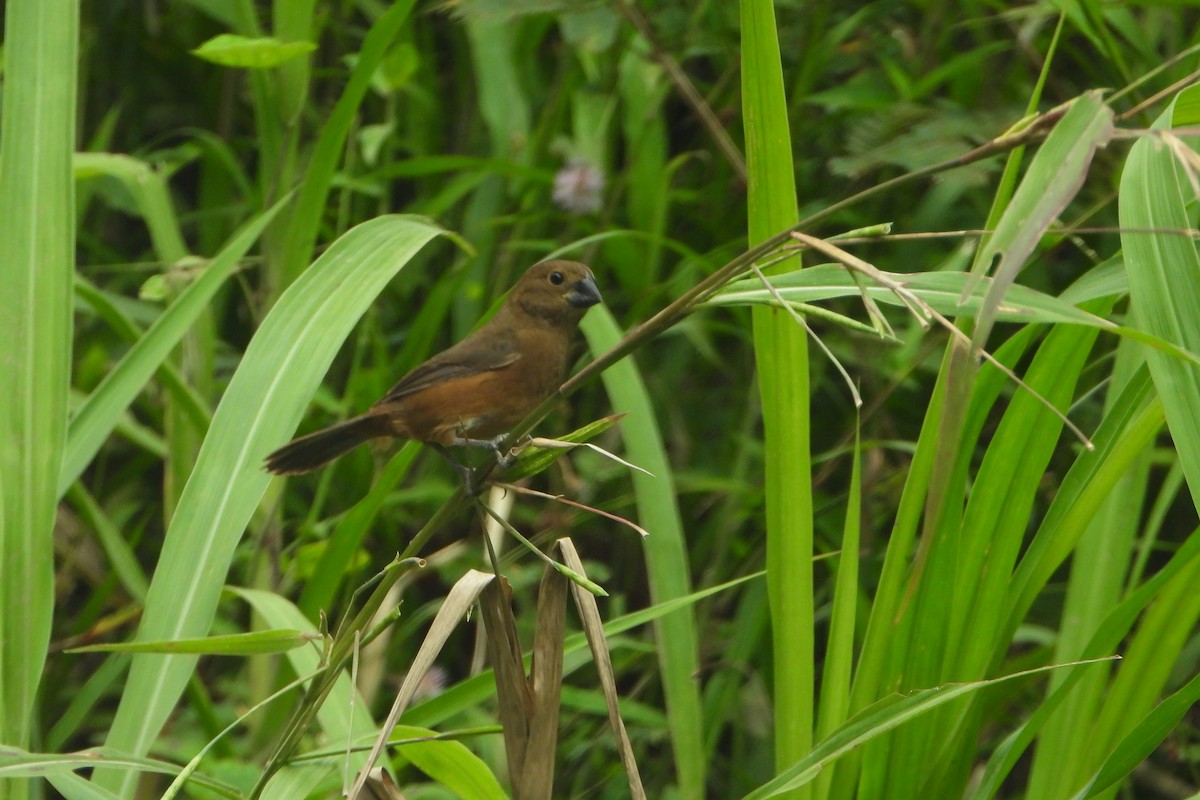 Sporophile à bec fort - ML647425695
