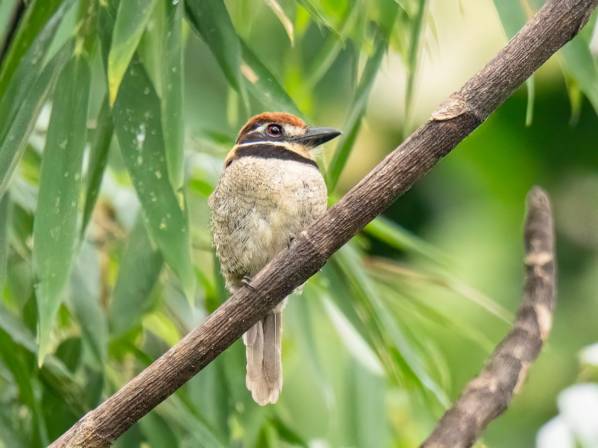 Chestnut-capped Puffbird - ML647425699
