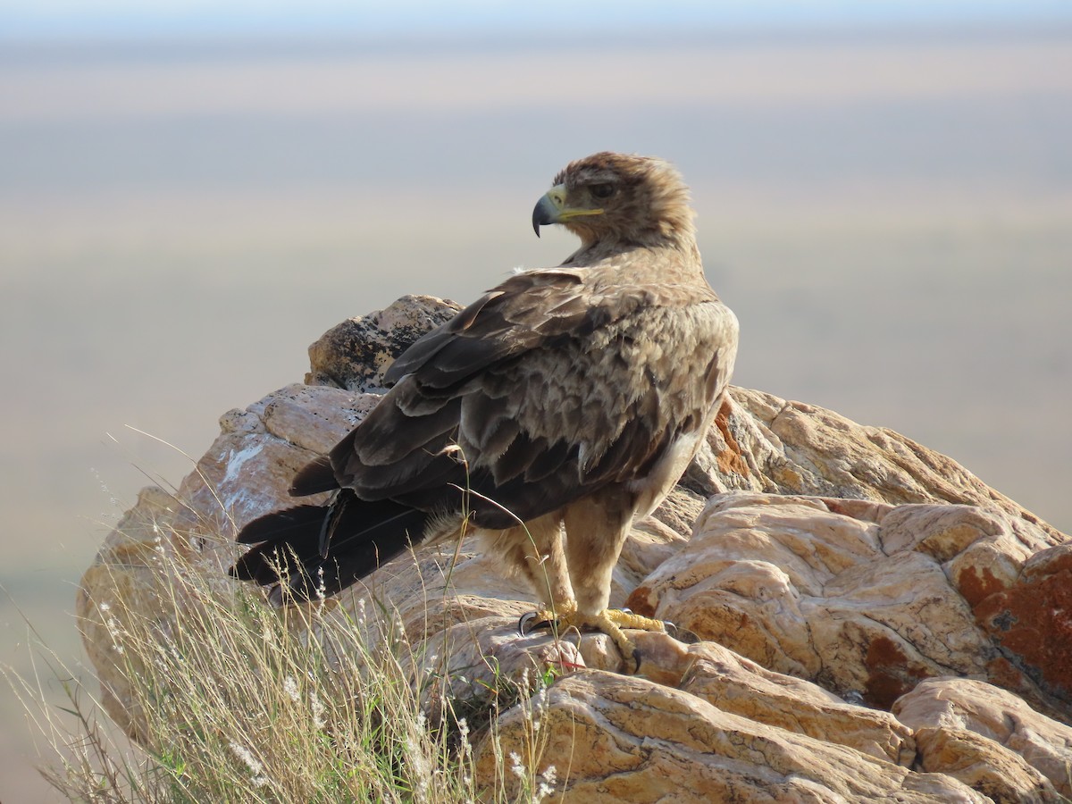 Tawny Eagle - ML647425706