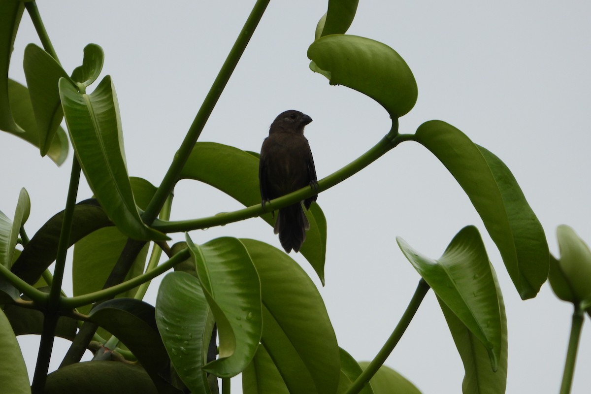 Sporophile variable - ML647425708