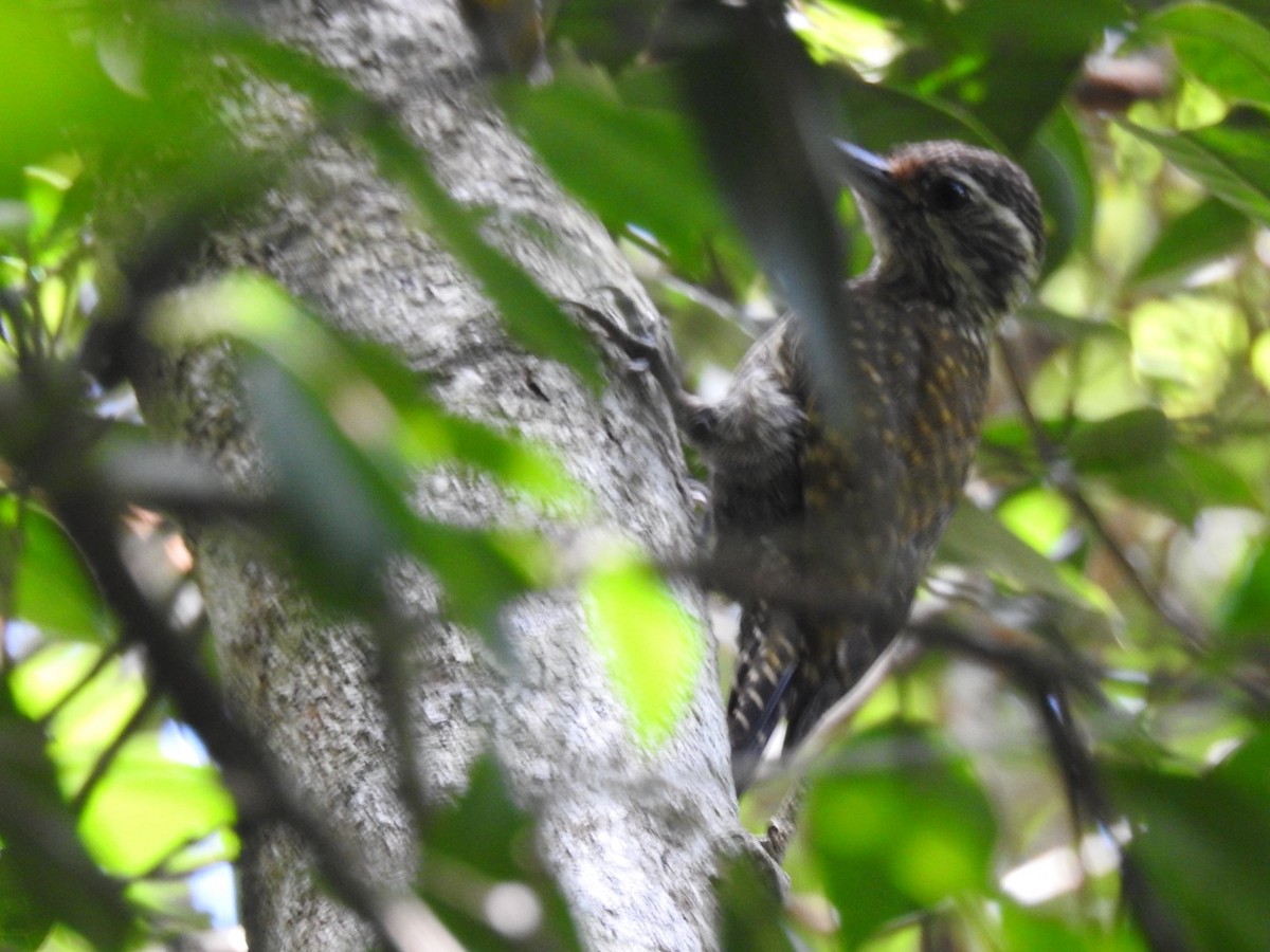 spraglespett - ML647425728