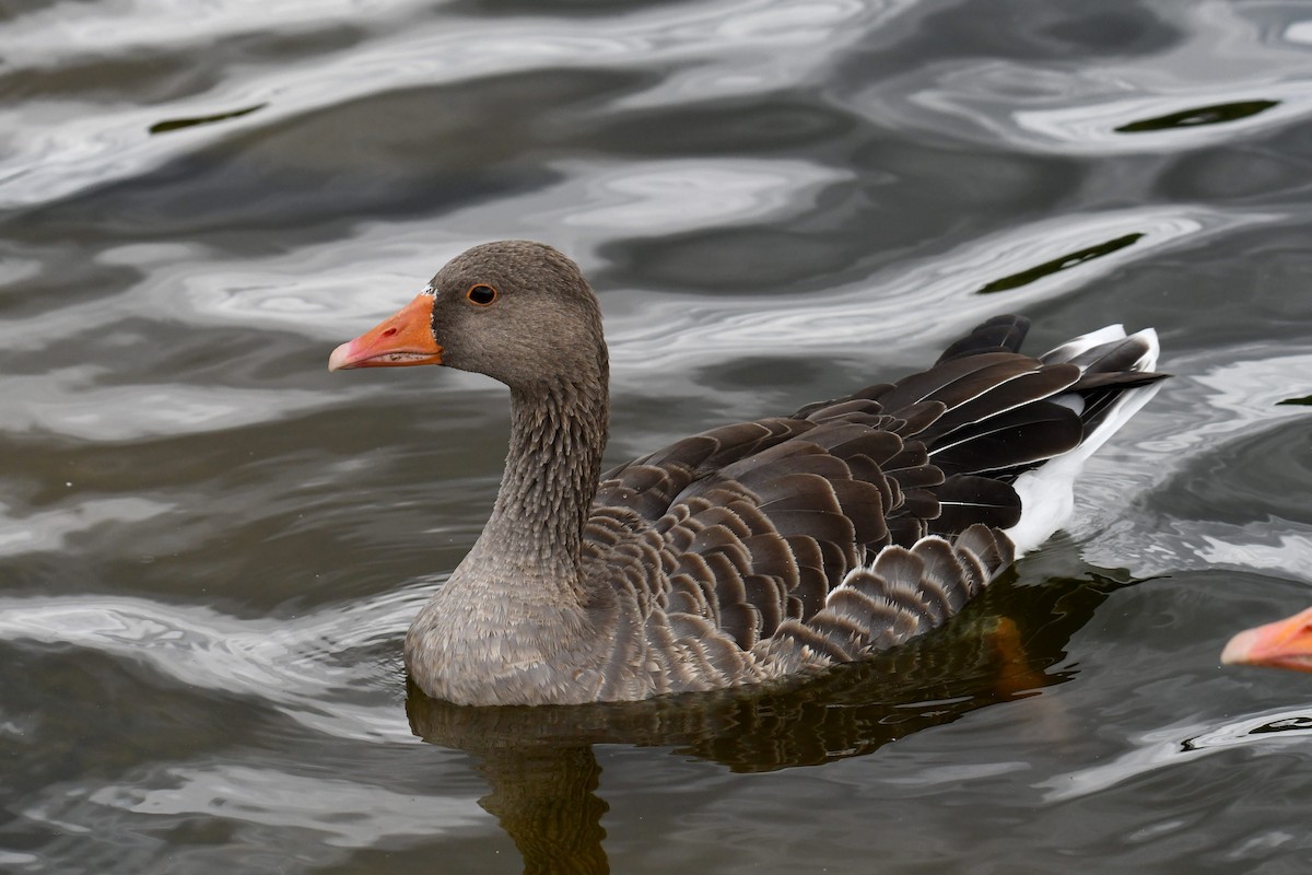 Boz Kaz - ML647425775