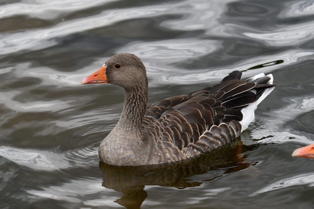 Boz Kaz - ML647425776