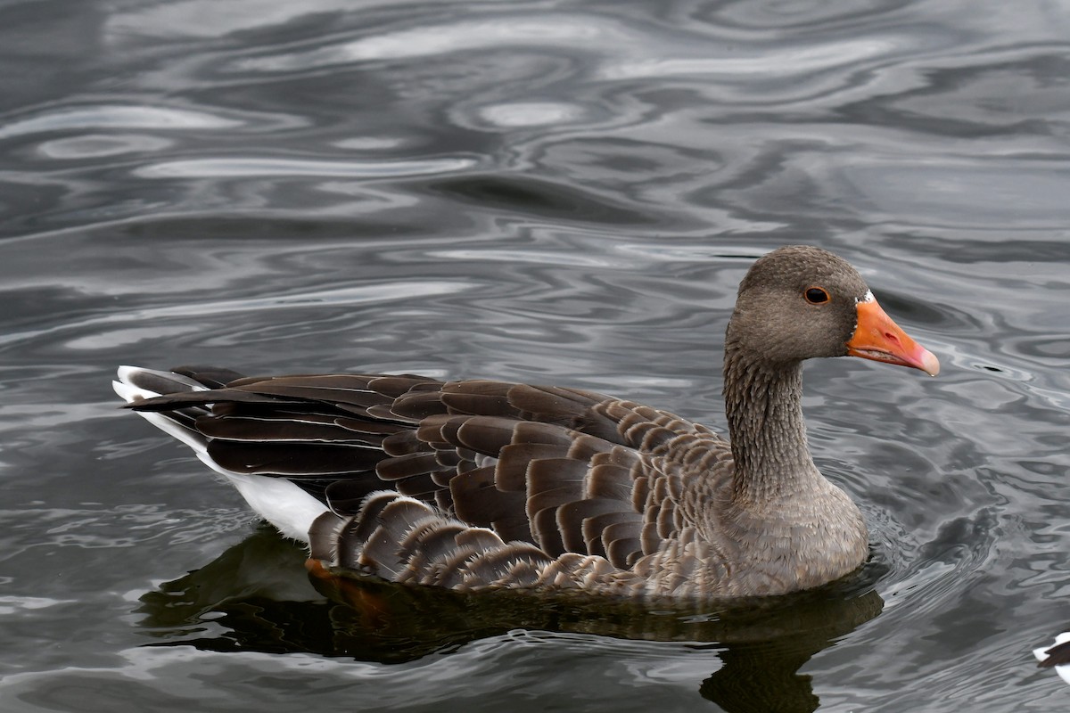 Boz Kaz - ML647425777