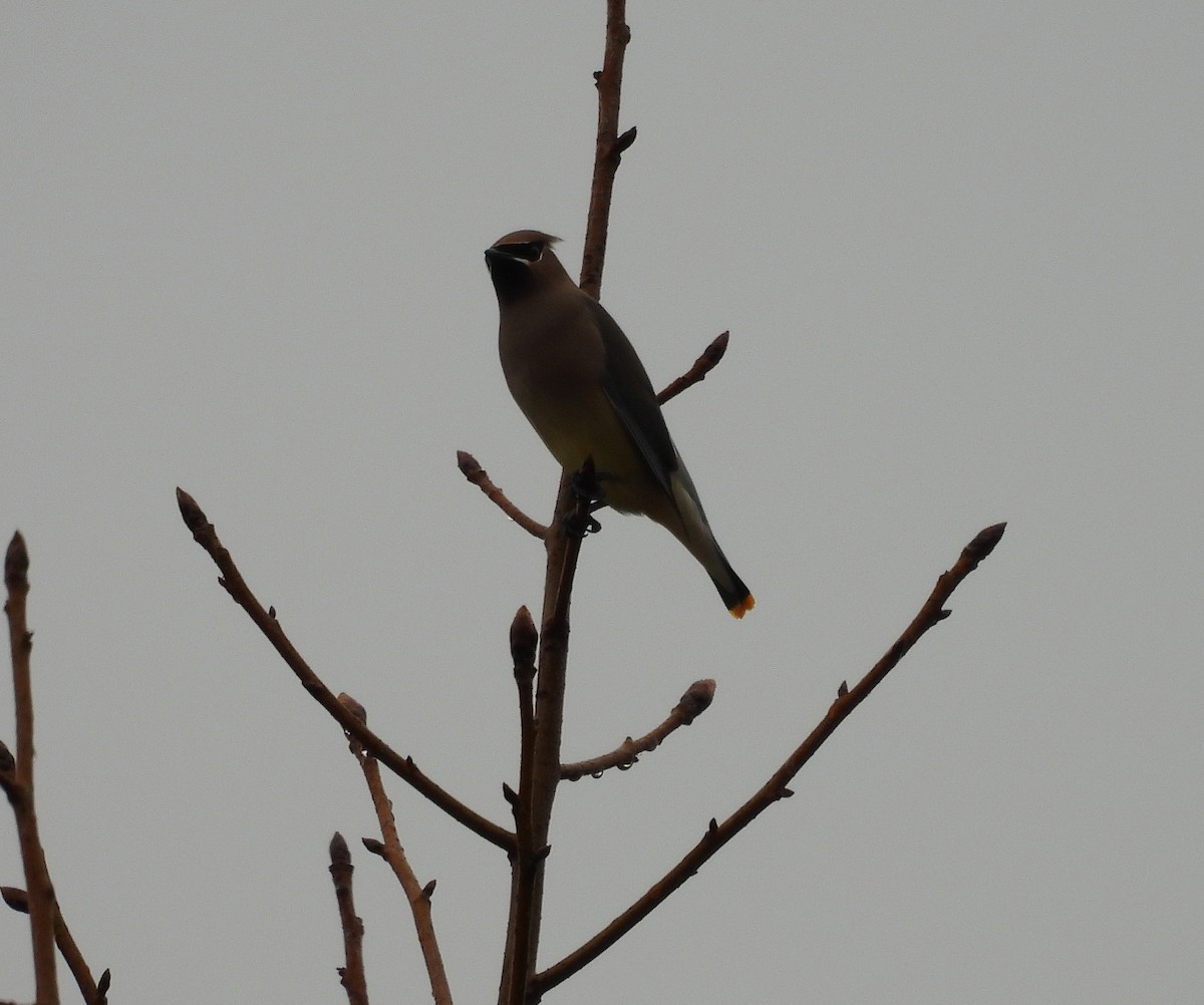 Buztanori amerikarra - ML647425787