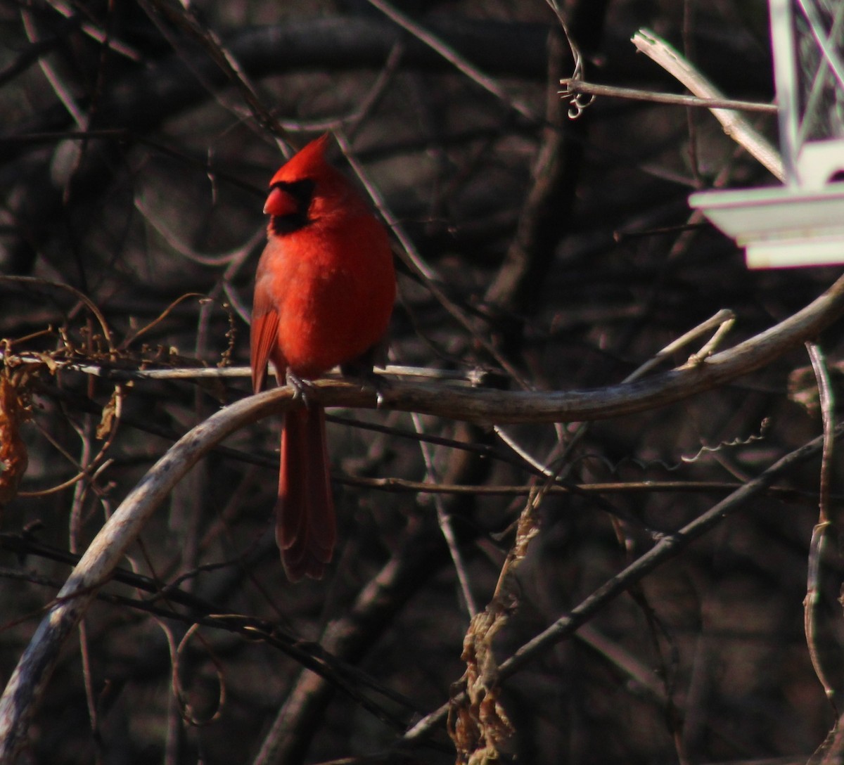 Northern Cardinal - ML647425790