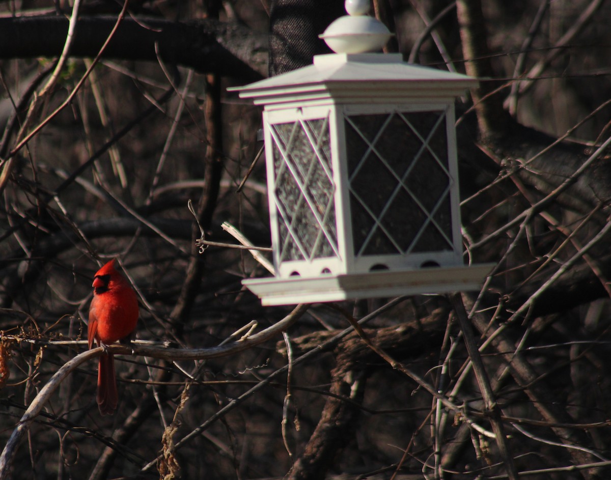 Northern Cardinal - ML647425791