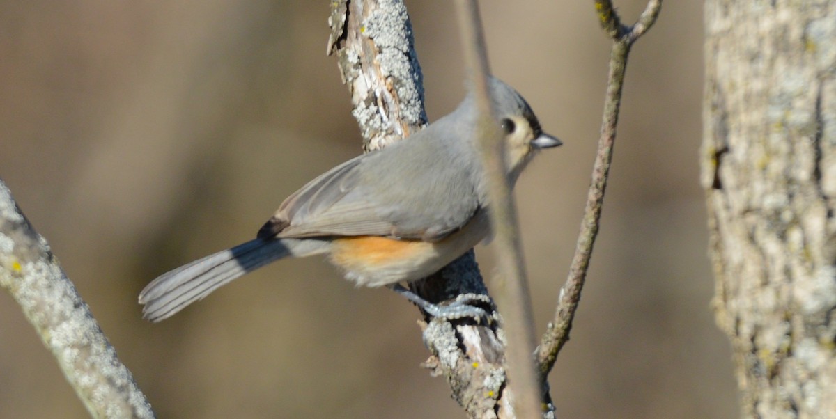 Tufted Titmouse - ML647425795