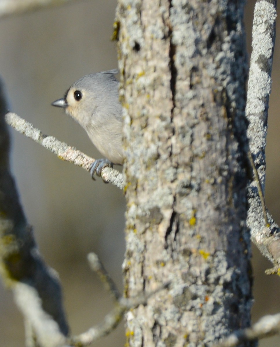 Tufted Titmouse - ML647425796