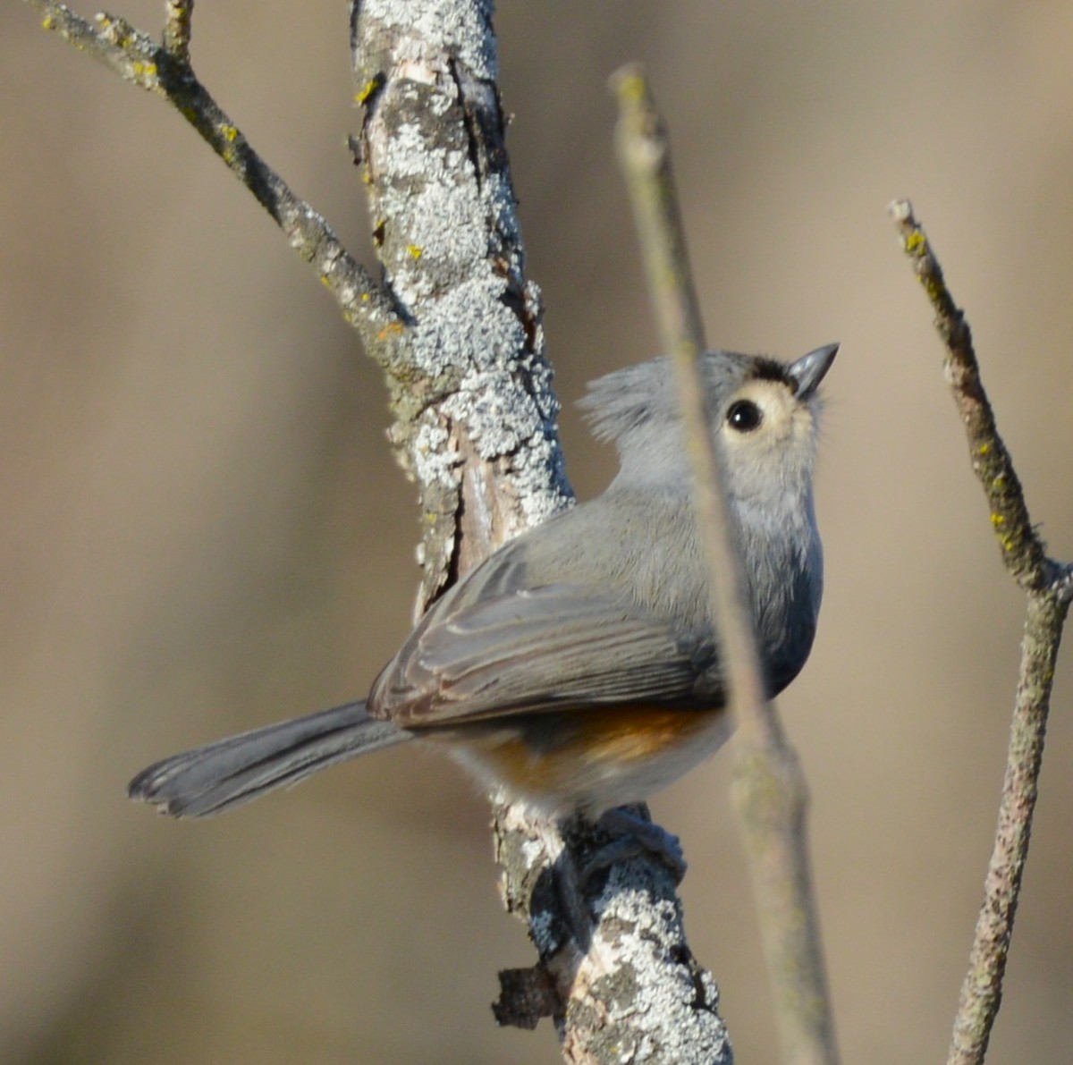 Tufted Titmouse - ML647425797