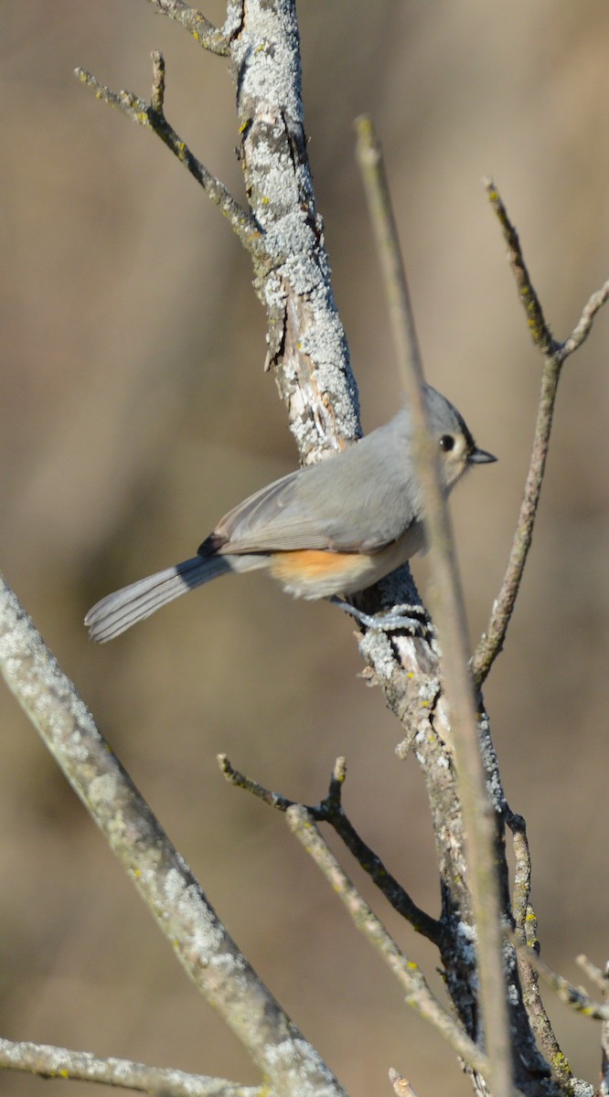 Tufted Titmouse - ML647425798