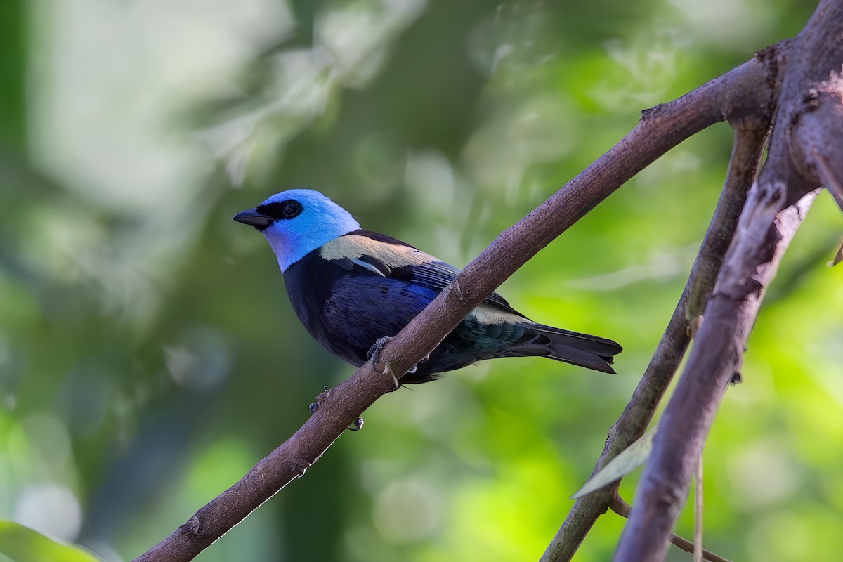 Танагра блакитношия - ML647425799