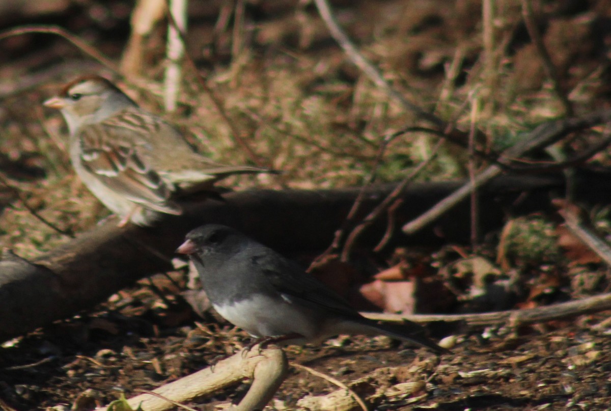 Dark-eyed Junco - ML647425801