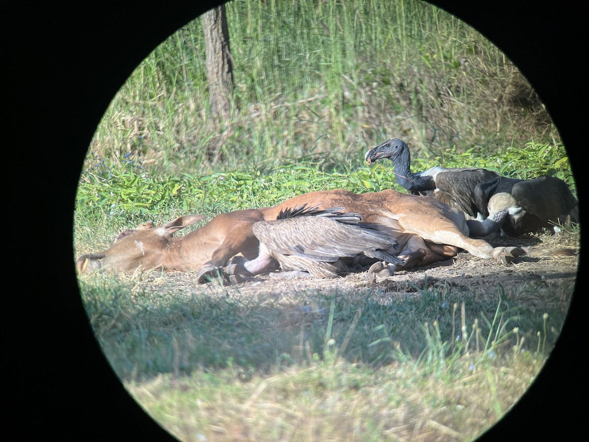 Slender-billed Vulture - ML647425805