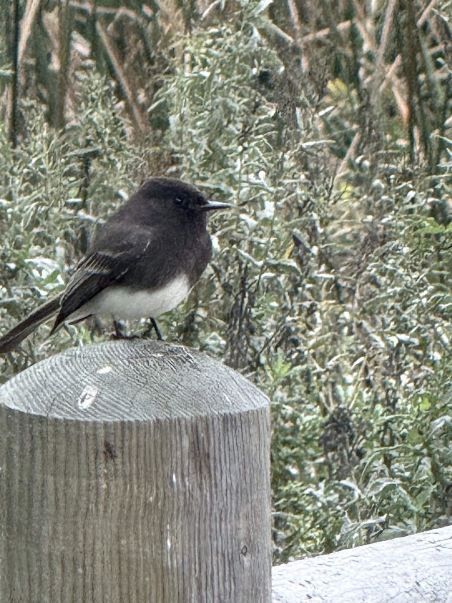 Black Phoebe - ML647425813