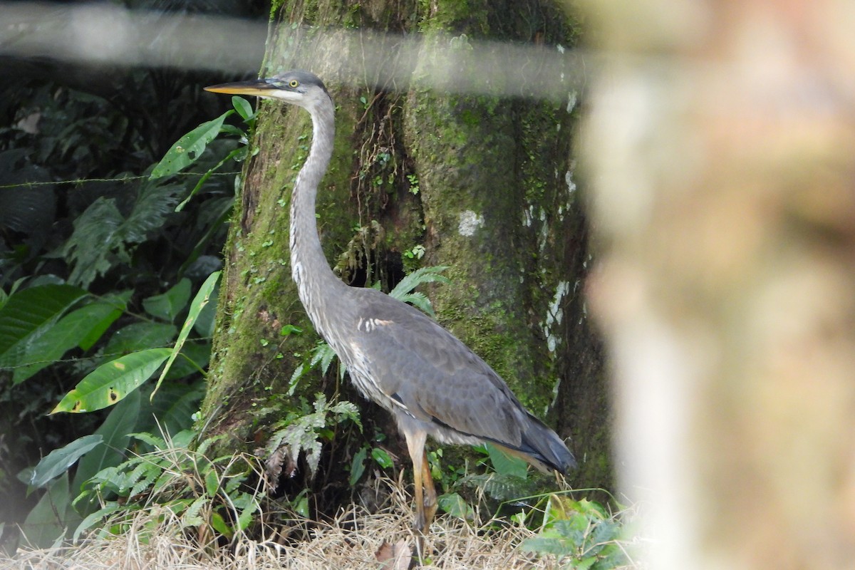 Grand Héron - ML647425821