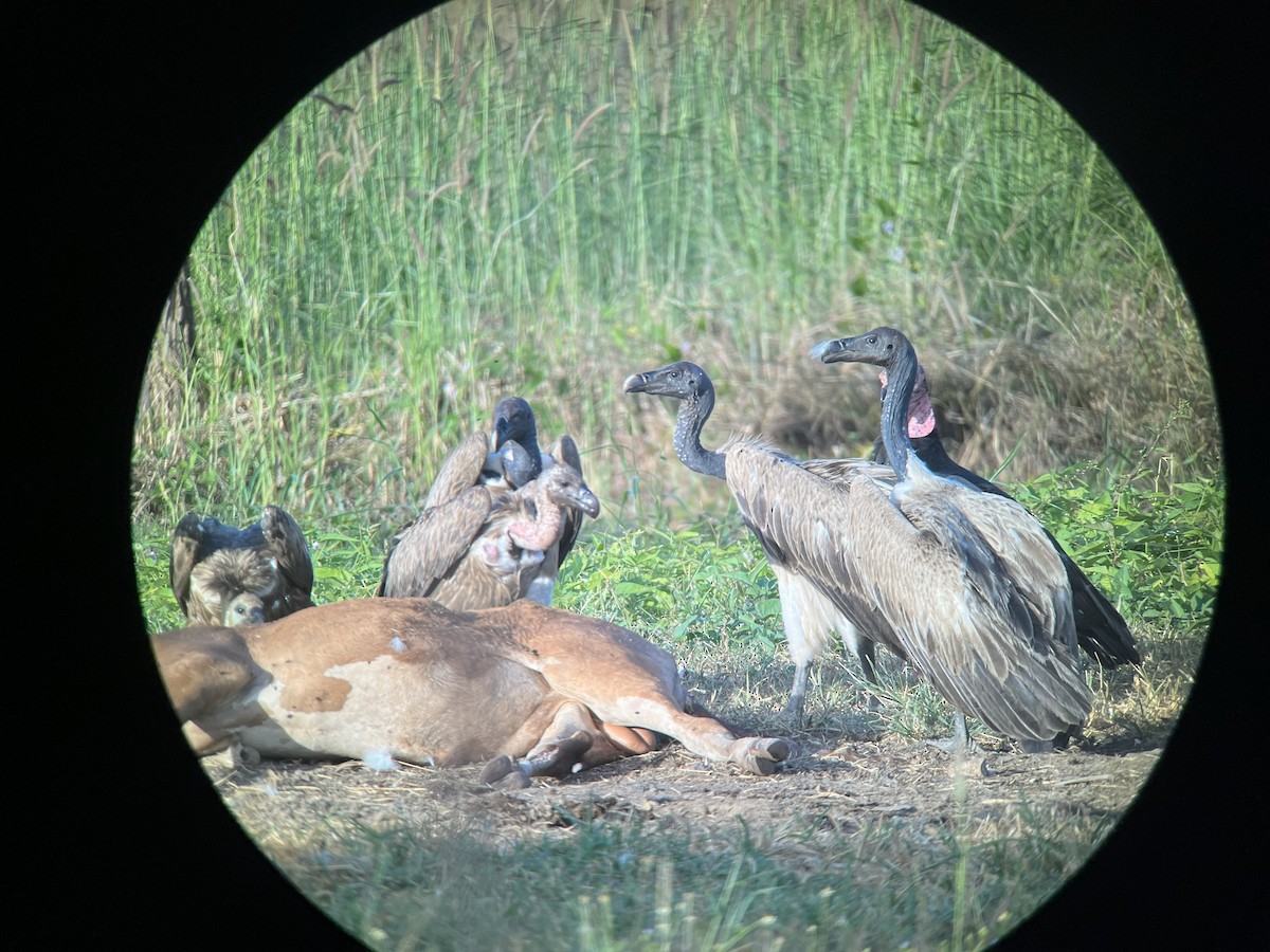 Slender-billed Vulture - ML647425828