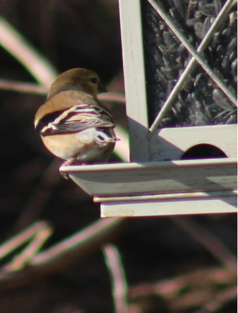 American Goldfinch - ML647425833