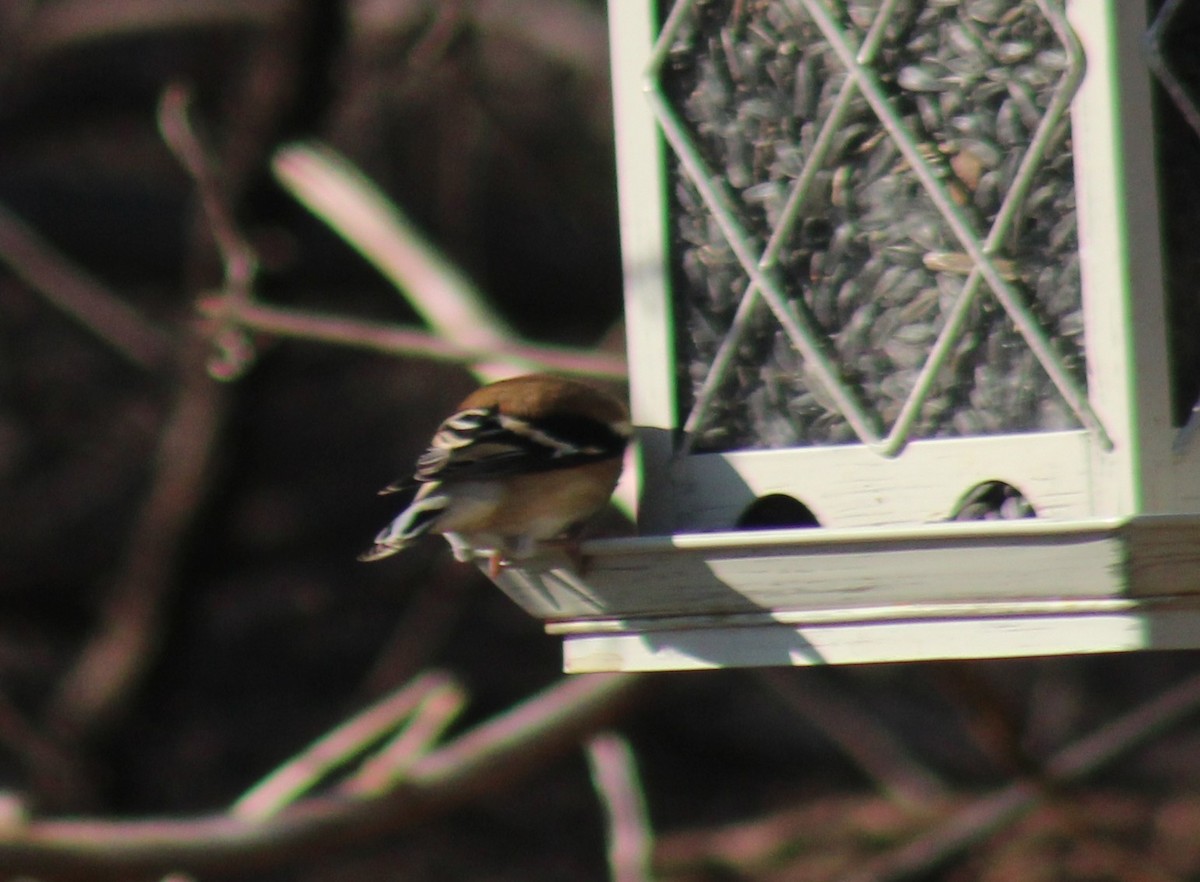 American Goldfinch - ML647425834