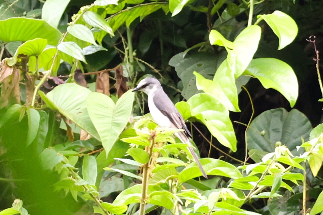 サンショウクイ - ML647425837