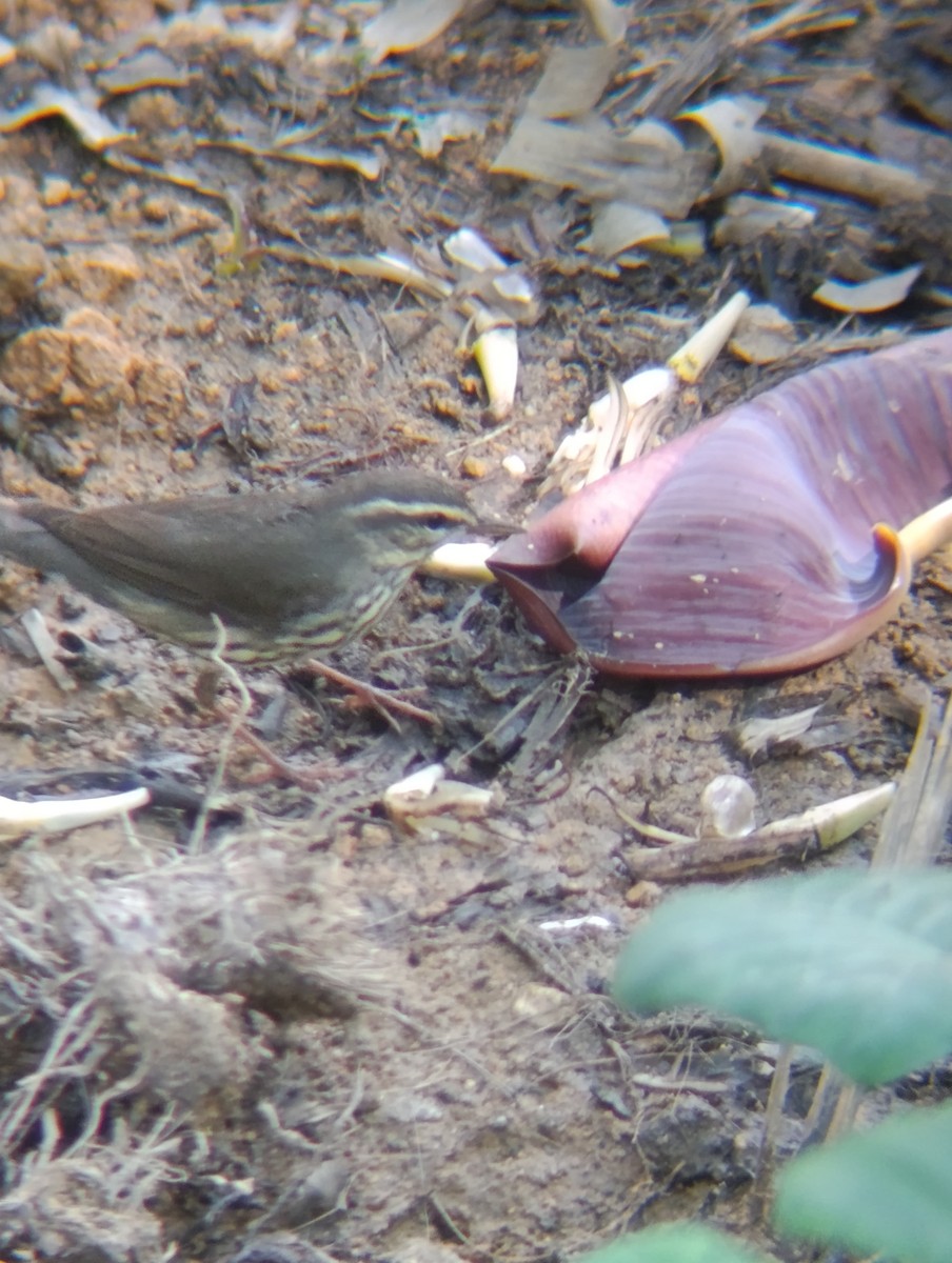 Northern Waterthrush - ML647425839