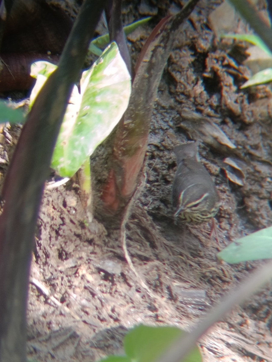 Northern Waterthrush - ML647425841