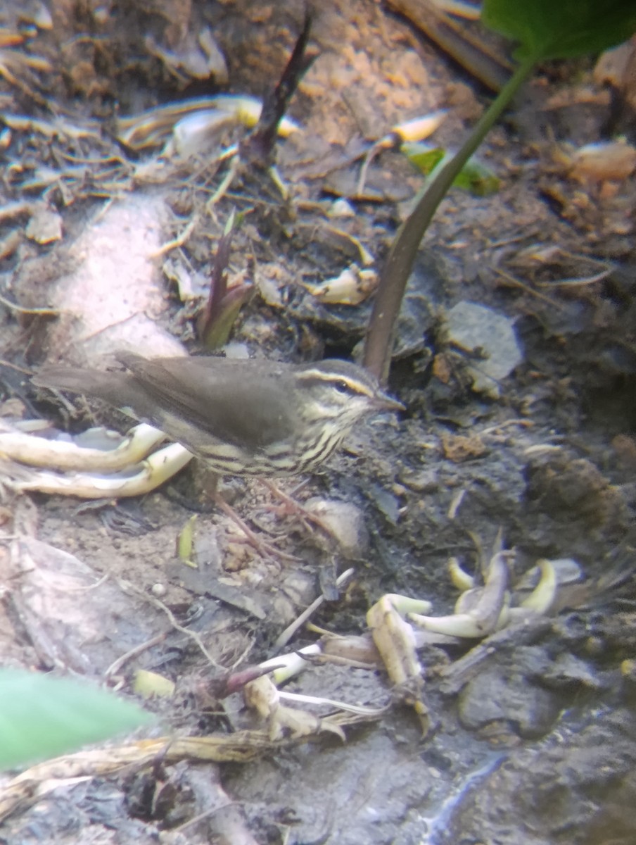 Northern Waterthrush - ML647425842
