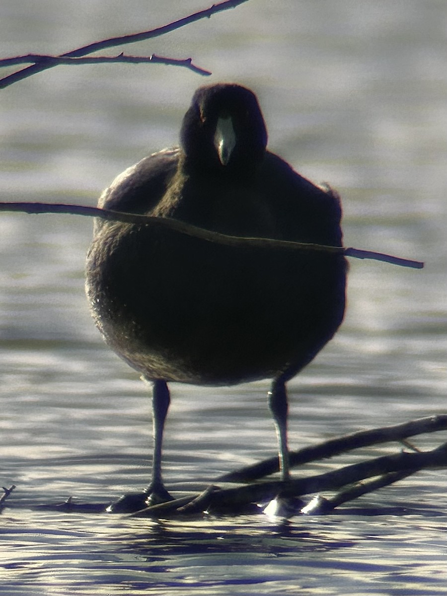 אגמית אמריקנית - ML647425844