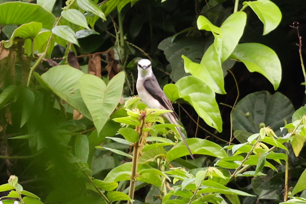 サンショウクイ - ML647425852