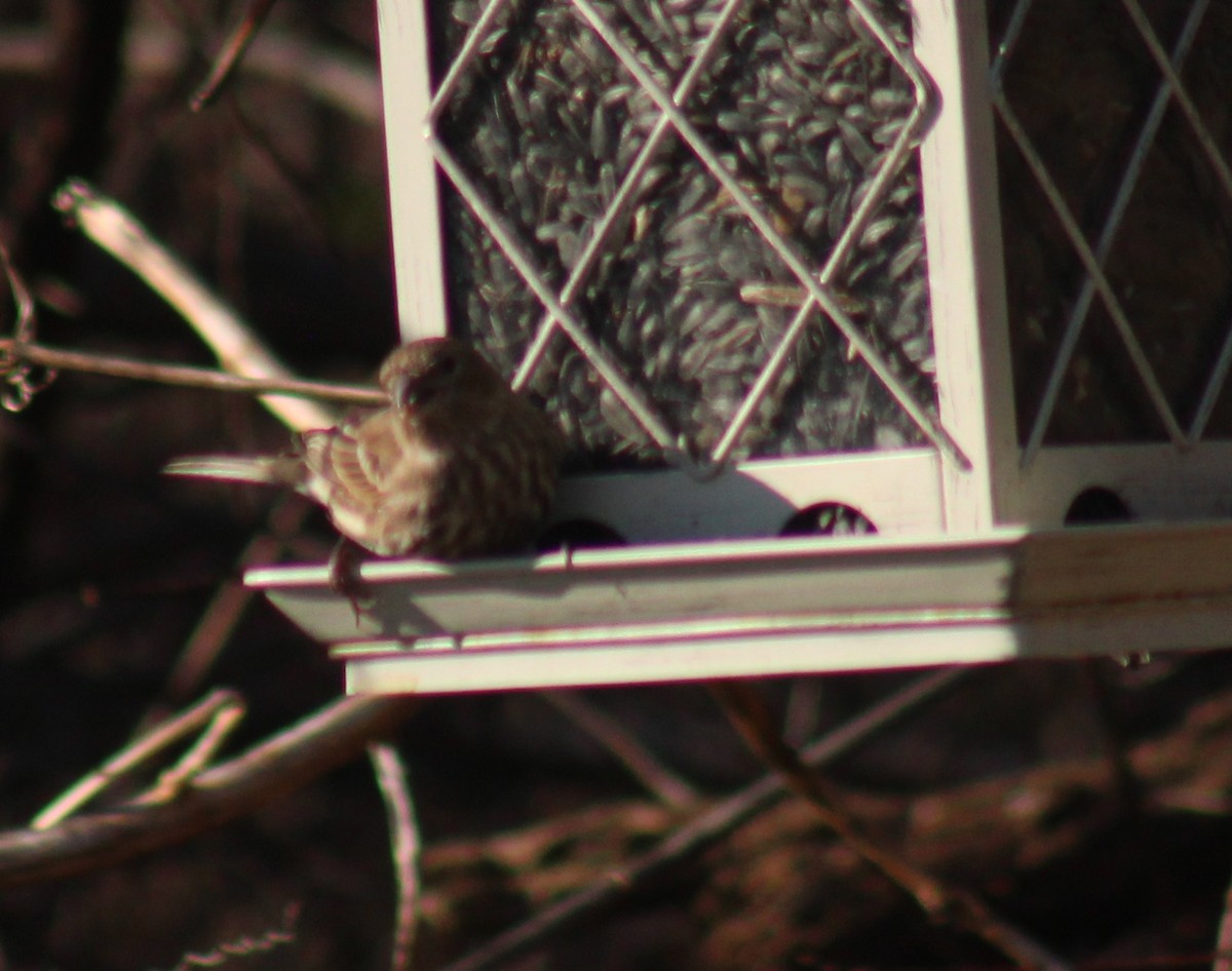 House Finch - ML647425873