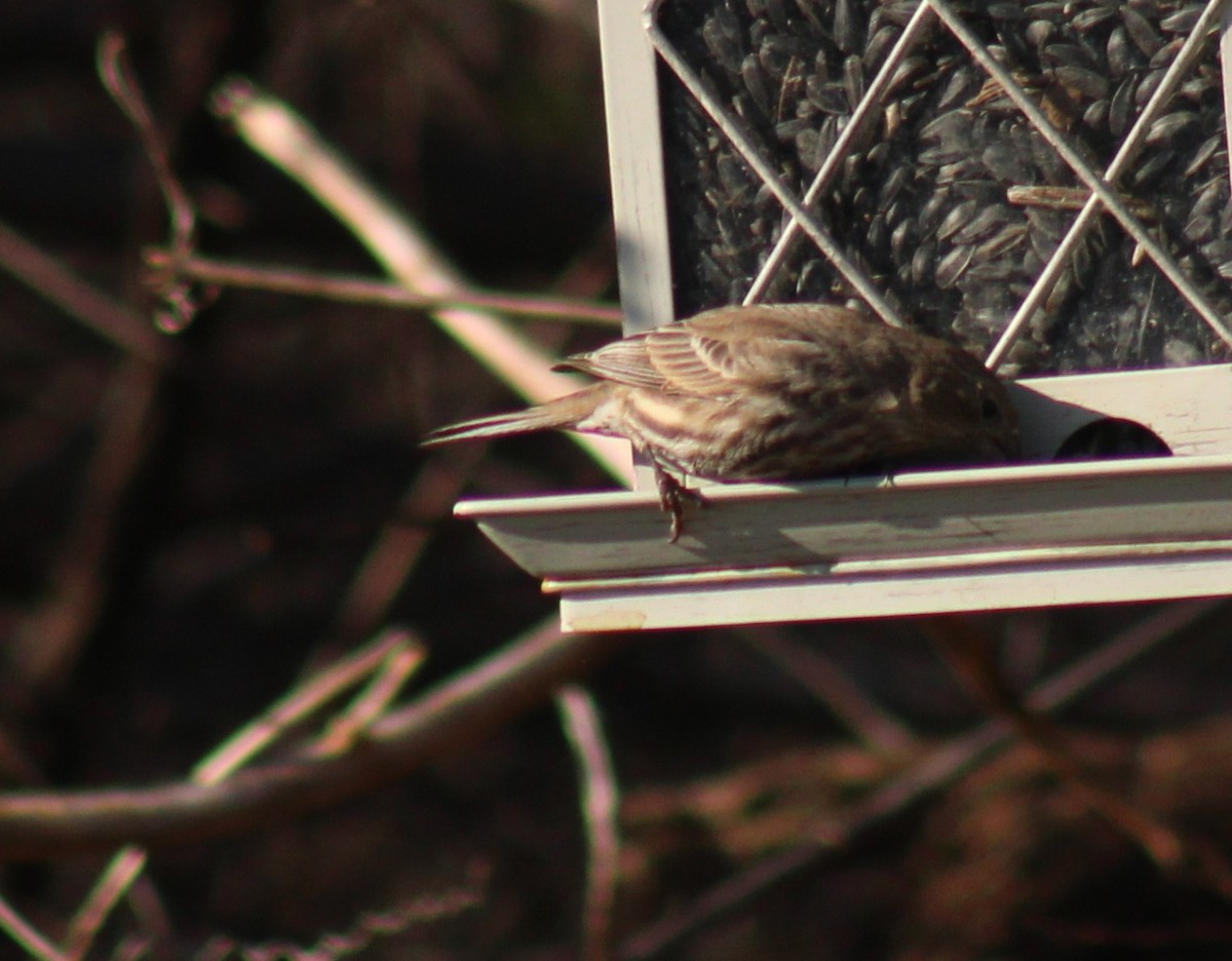 House Finch - ML647425874