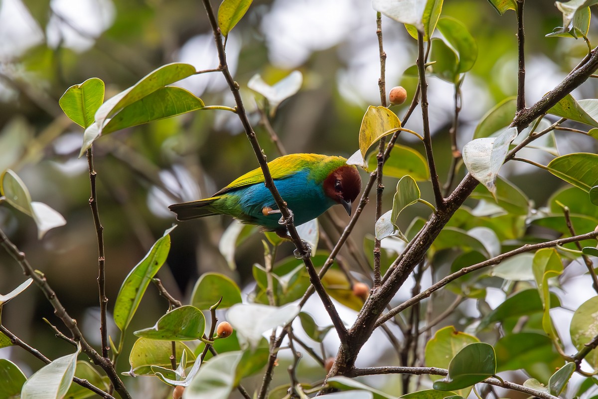 Calliste rouverdin - ML647425878