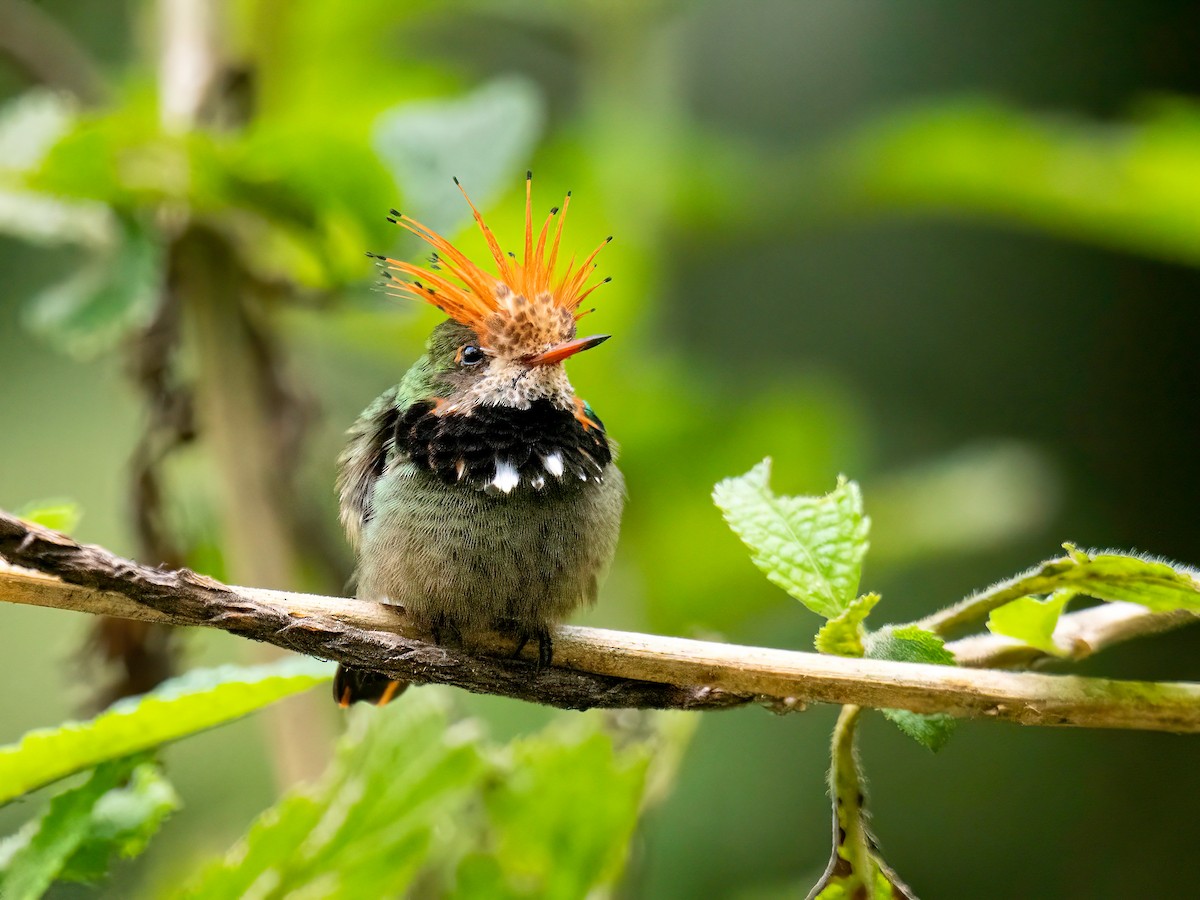 Rufous-crested Coquette - ML647425887