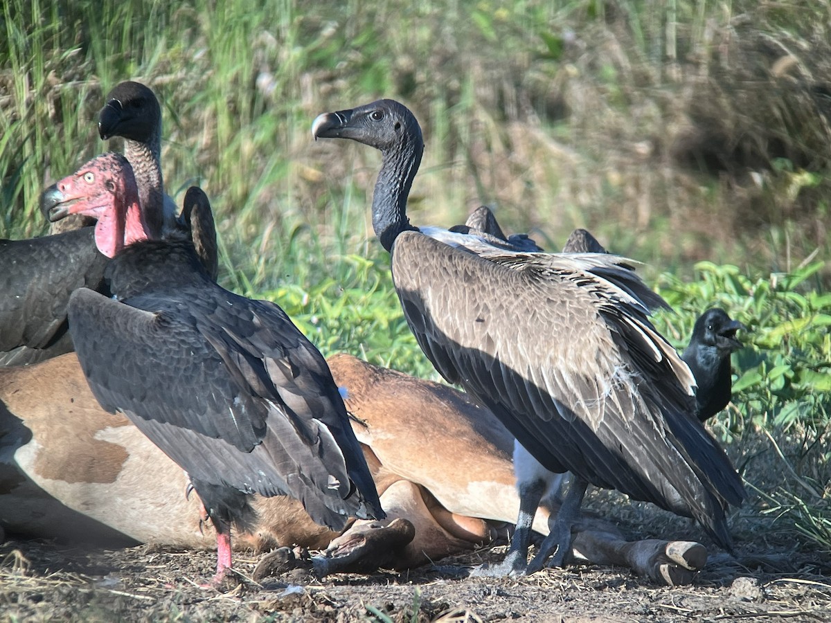Slender-billed Vulture - ML647425889