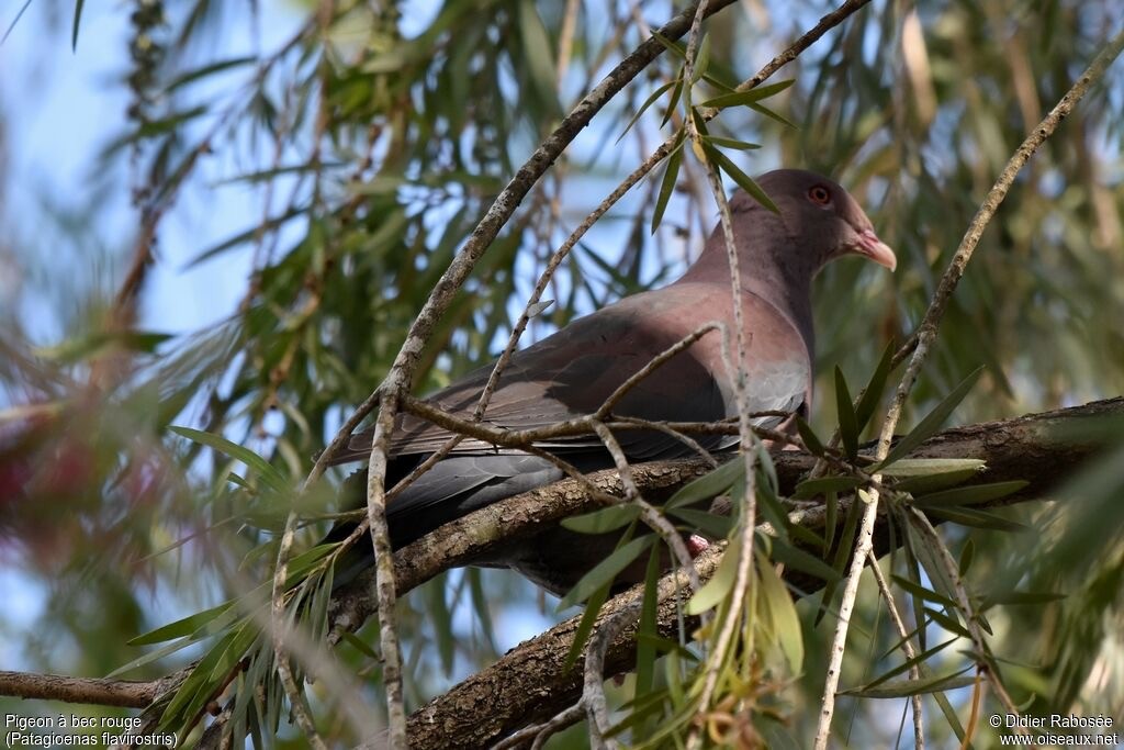 Red-billed Pigeon - ML647425890