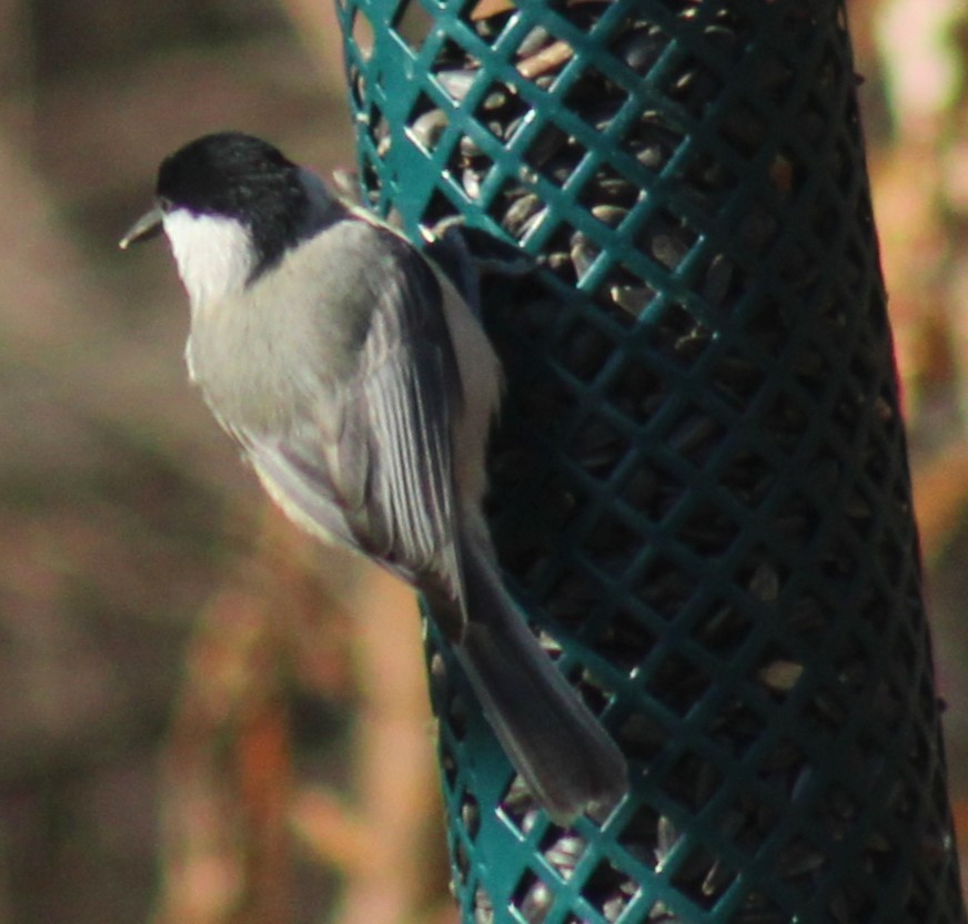Carolina Chickadee - ML647425894