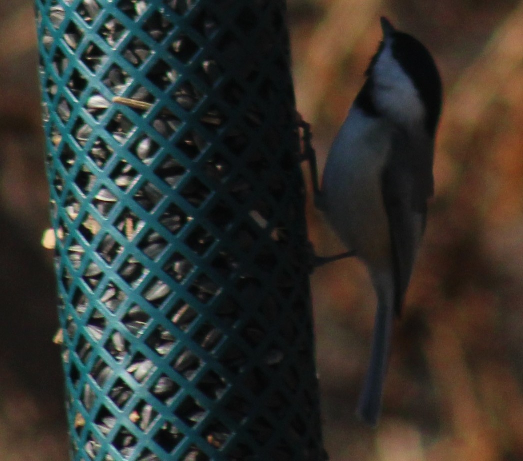 Carolina Chickadee - ML647425895