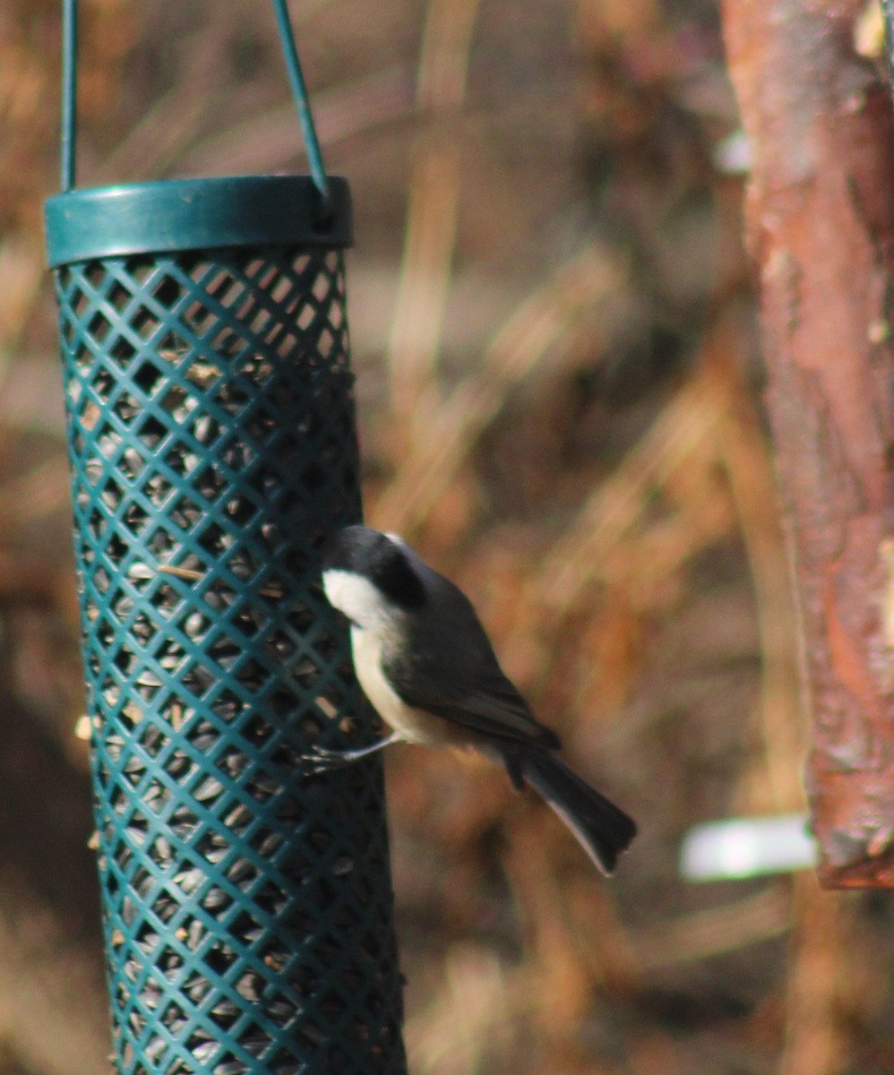 Carolina Chickadee - ML647425896