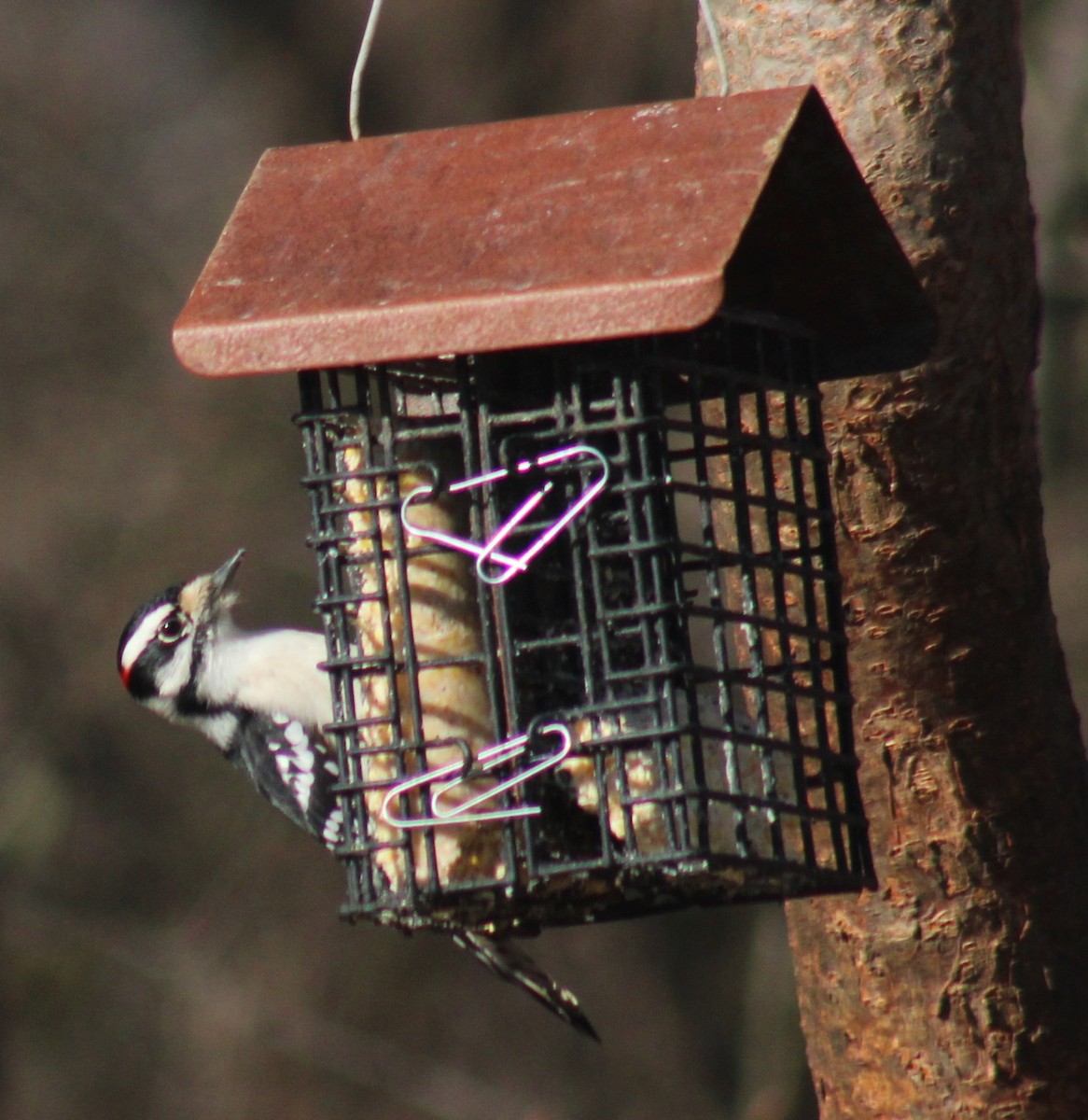 Downy Woodpecker - ML647425921