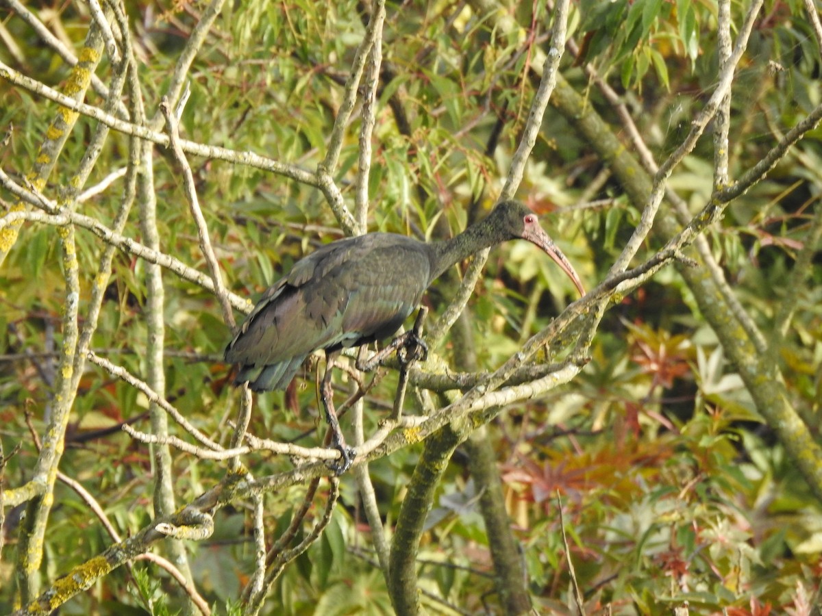 Bare-faced Ibis - ML647425930
