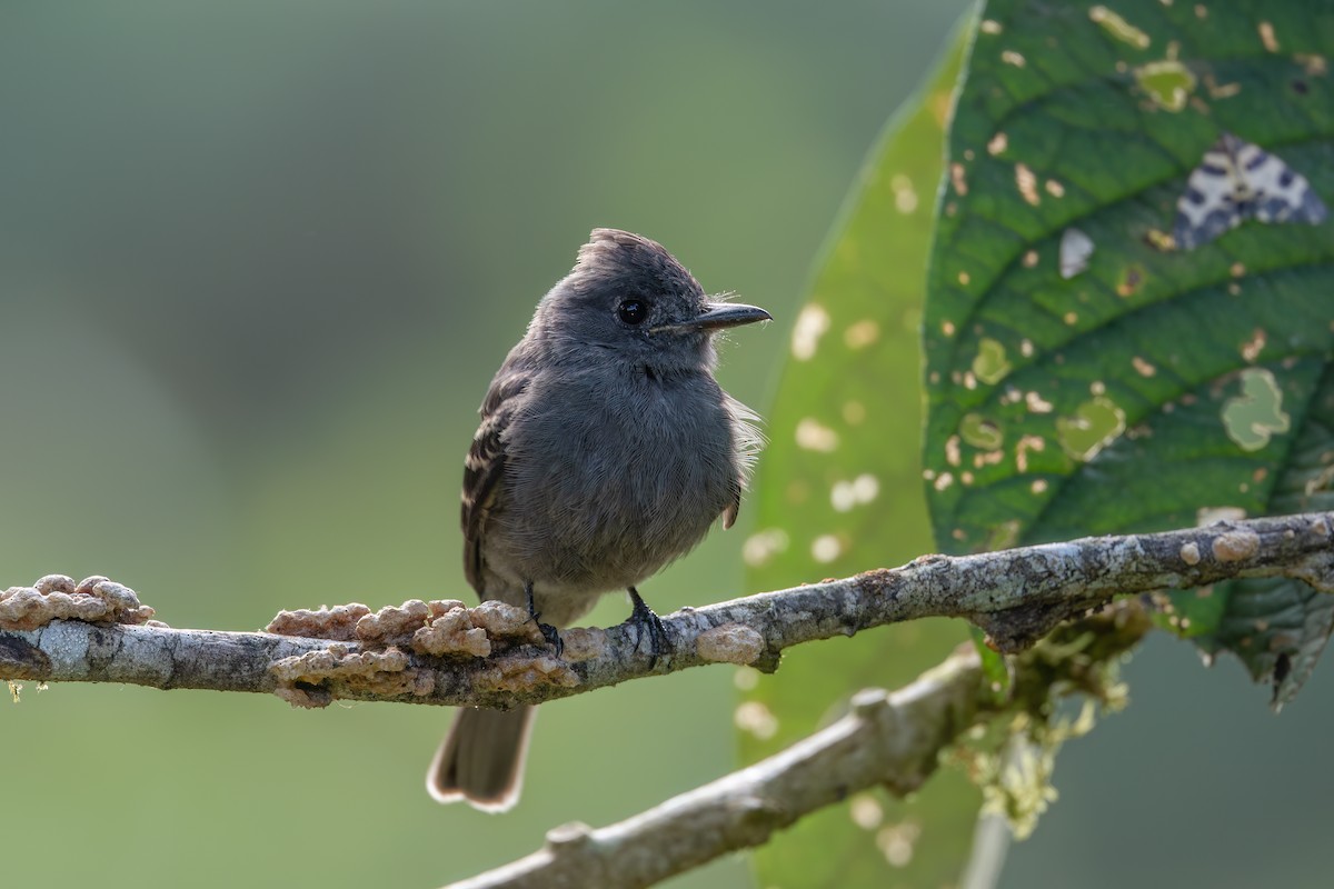 Moucherolle bistré - ML647425935